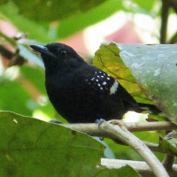 Dot-winged Antwren